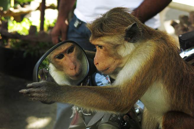 亚马逊丛林放巨大镜子 动物反应很惊人(示意图/达志影像)