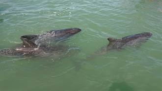繼前天小虎鯨集體擱淺死亡 今日又有5隻迷航嘉義沿海
