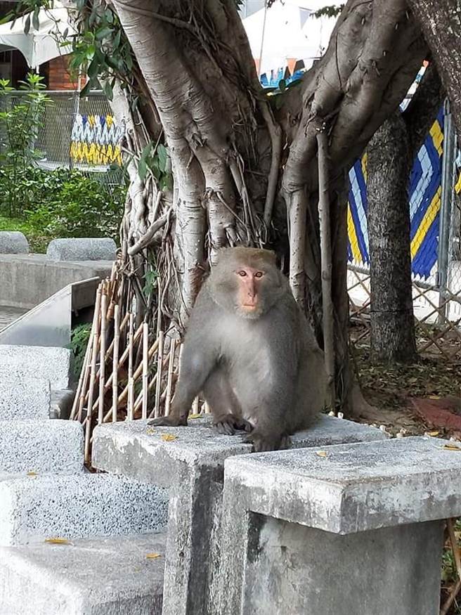 网友拍下台湾猕猴出现在北投捷运站附近逛大街。（照片/翻摄《台北之北投帮》社团）