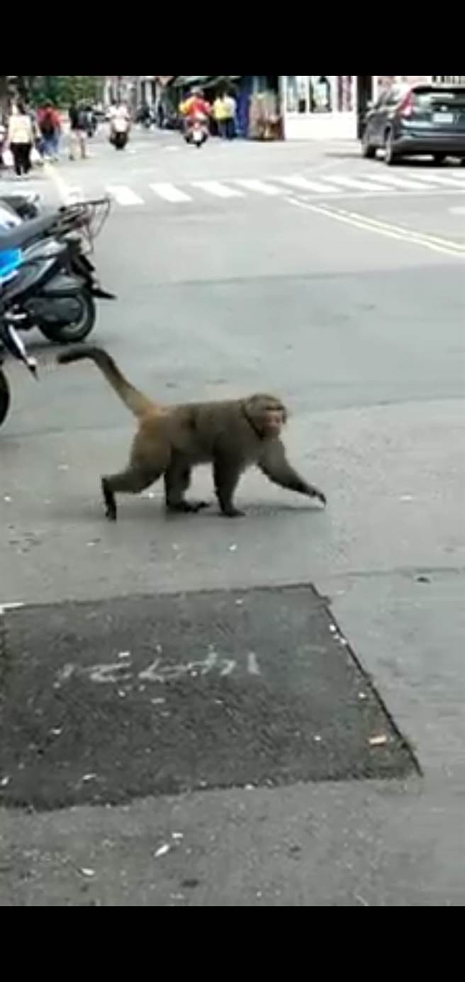 网友拍下台湾猕猴出没在北投捷运站附近逛大街。（照片/翻摄《台北之北投帮》社团）
