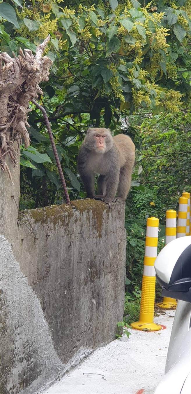 网友拍下台湾猕猴出现在自家北投奇岩路附近。（照片/翻摄《台北之北投帮》社团）