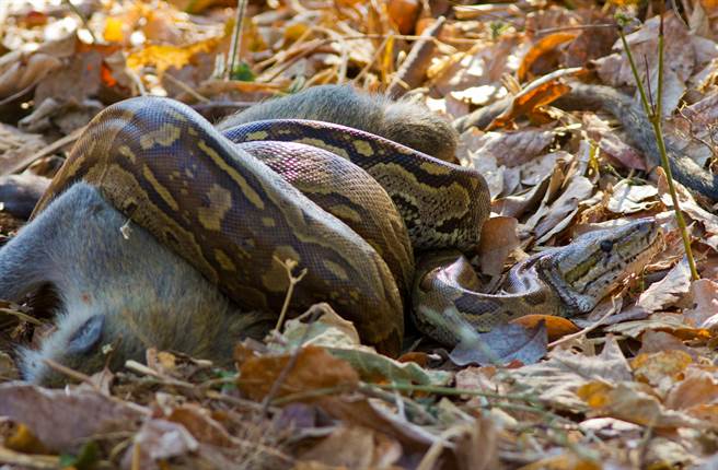 巨蟒大战土狼 生吞画面超惊悚！(示意图／达志影像)