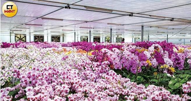 蝴蝶蘭悲歌1 為花痴狂曾背債千萬 你們看好美 我們心滴血 財經 中時新聞網 蝴蝶蘭悲歌1 為花痴狂曾背債千萬 你們看好美 我們心滴血 財經 中時新聞網