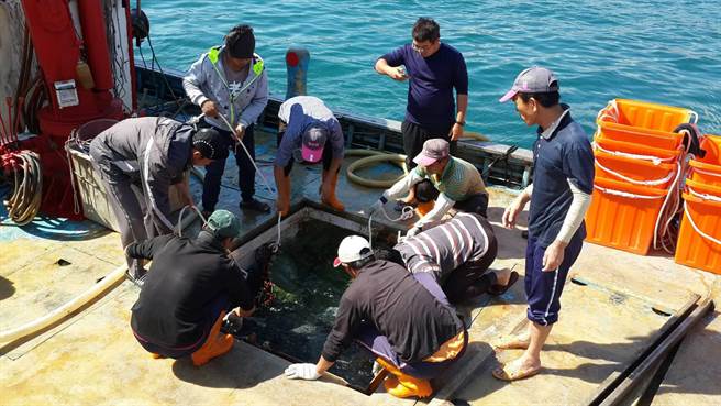 鯨鯊與鬼蝠魟列保育類動物花蓮民眾應登記備查 生活 中時