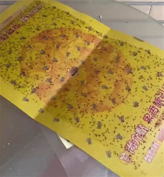 屋外桌上满是果蝇。(照片/曾先生 提供)