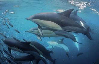 爭奪獵物 上百猛鯊與巨鯨展開激烈進食秀