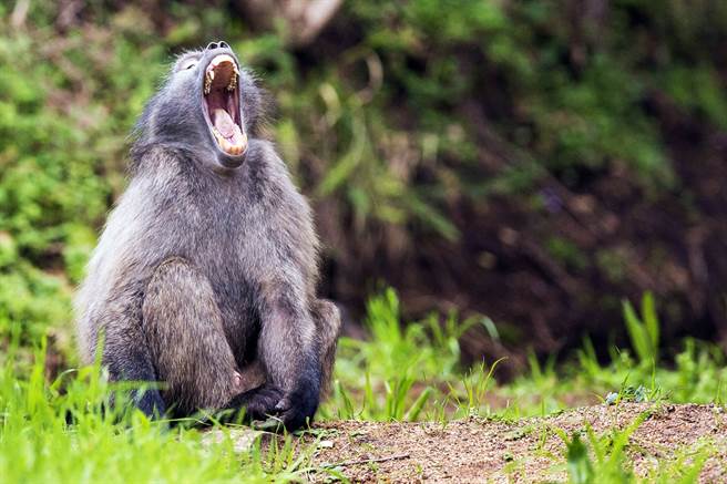 印度的研究显示，包括人类在内的所有灵长类动物中，只有狒狒不易染上新冠病毒。（资料照／美联社）