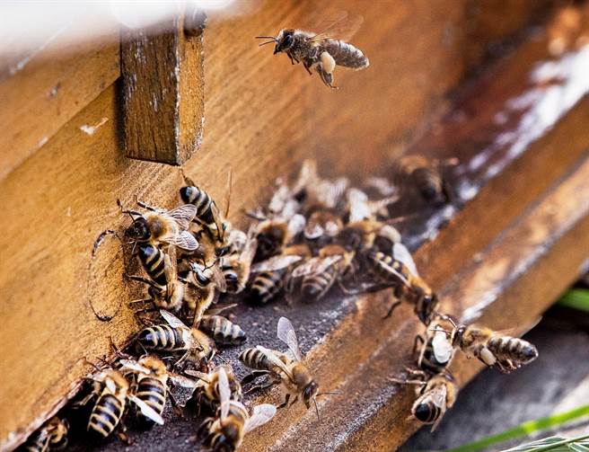 美国乔治亚州一名男子家中的天花板住了10万只蜜蜂。图为蜂群资料照，非当事人家中。（资料照／美联社）