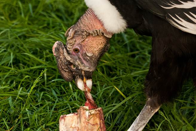 巨大猛禽锁定凶犬当猎物 2边紧张对峙(示意图／达志影像)