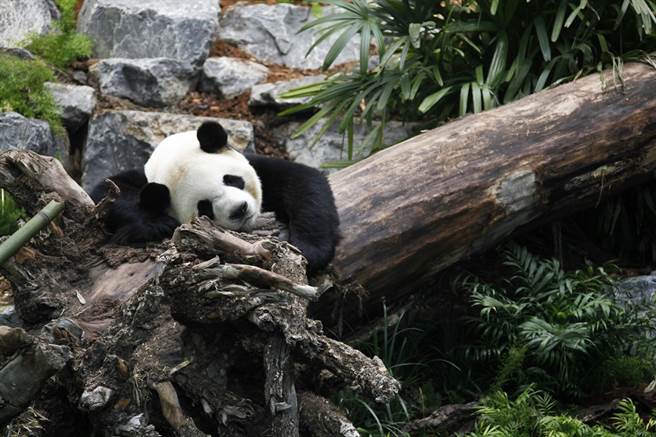 被新冠肺炎疫情害惨，加拿大卡加立动物园2只猫熊「大毛」与「二顺」要提前被遣送回陆了。图为2018年大毛在卡加立动物园的资料照。（资料照／中新社）