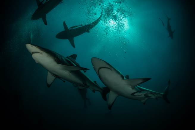 湯姆（Tom Gillespie）原本是前衝浪教練，日前與朋友至愛爾蘭附近海域游泳(示意圖/達志影像)