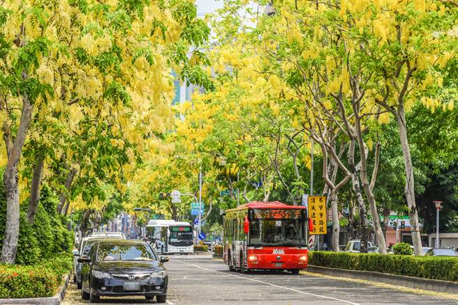 行道樹下有鬼孩？眼尖網友一看嚇壞（行道樹示意圖／達志影像）