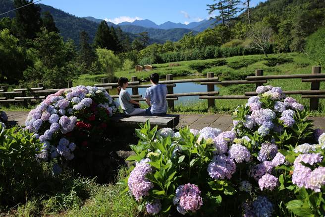 武陵農場繡球花超夢幻新人拍婚紗6月免費入園 生活 中時