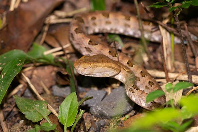 剧毒龟壳花现踪阳明山？网一看惊了(示意图／达志影像)