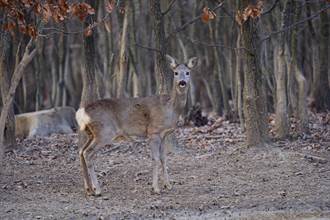 大陆惊现古代神兽 罕见画面曝光掀热议