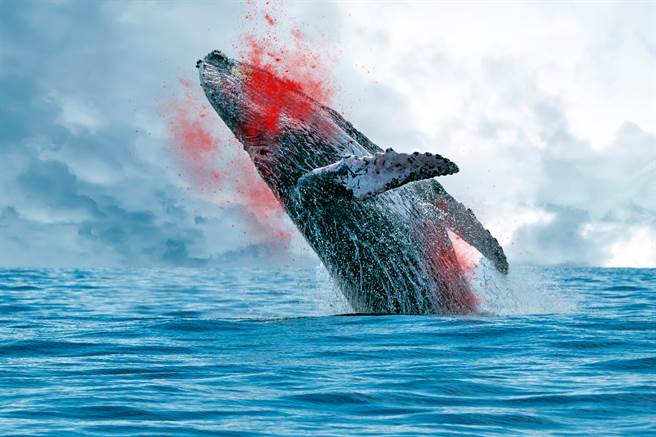 猛鲨与食人鱷罕见合作 狠咬巨鲸(示意图／达志影像)