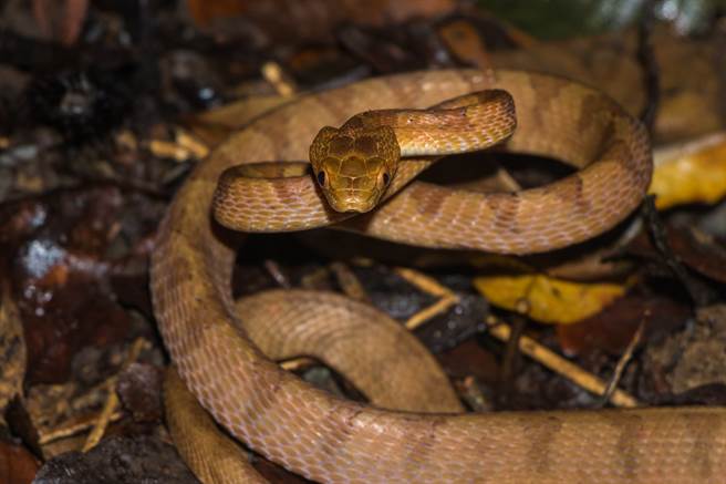 开机车置物箱 惊见2M蟒蛇盘绕(图／达志影像)