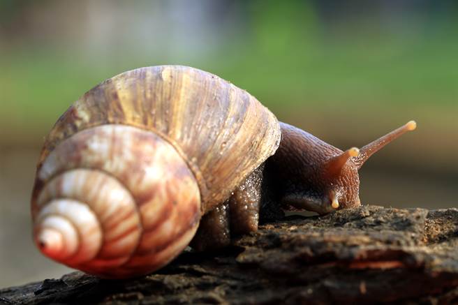 巨兽蜗猎食照曝光 网一看全吓呆(示意图／达志影像)