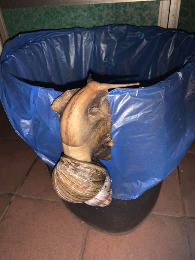 网友养5年的蜗牛经过「阿嬷养」已变成超巨蜗。(图/李棋盛授权提供)