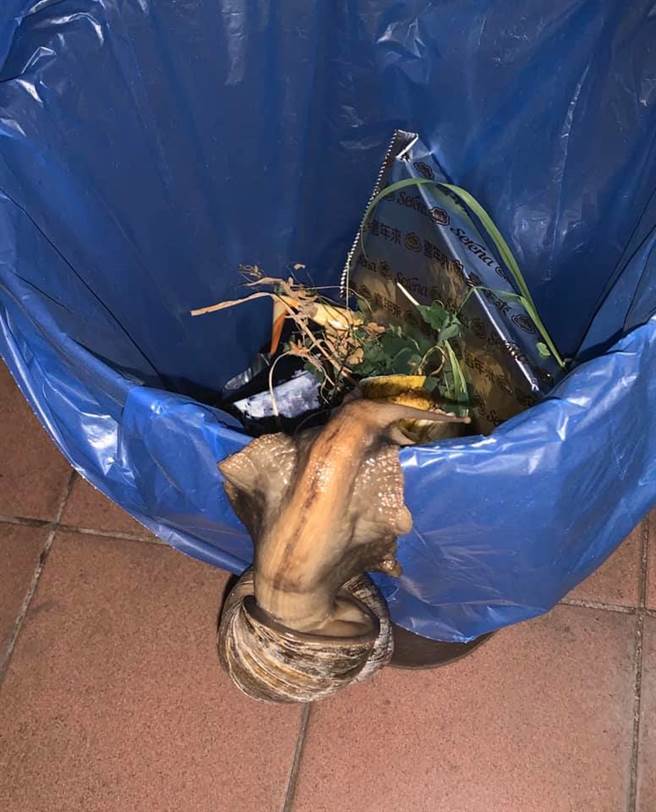 巨蜗吃不够还会自己爬到垃圾桶找食物吃(图/李棋盛授权提供)