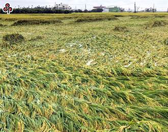第一期稻作種植面積減少近萬頃　收購價格看漲