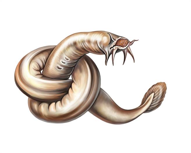 岩石上惊现轮胎皮狂扭 竟是史前鱼类(图／达志影像)