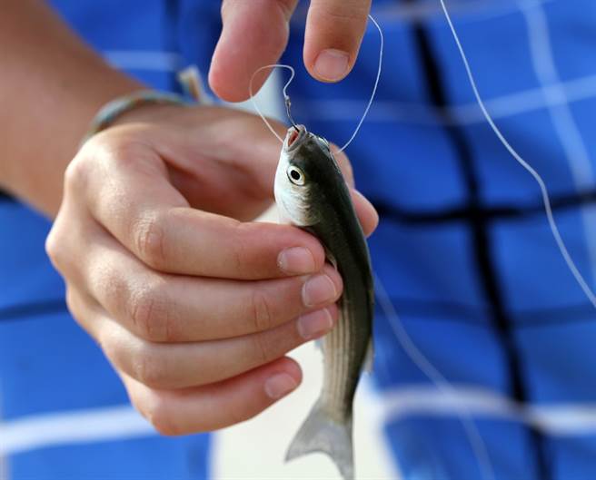 10公分活魚卡喉嚨 駭人畫面曝光（示意圖／達志影像）