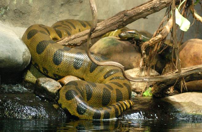 去后院查看养殖鱼 男惨被4m巨蟒卷走(示意图／达志影像)