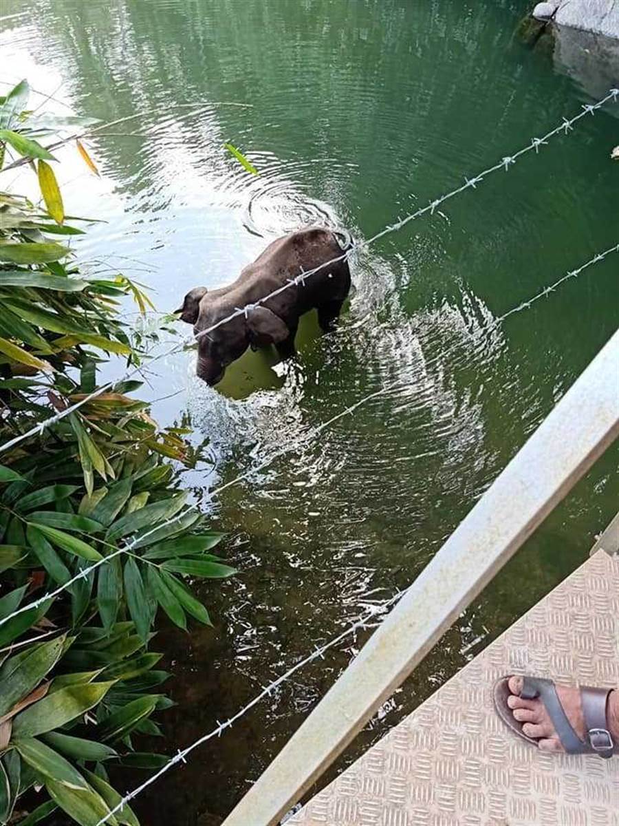 2男惡作劇餵「懷孕母象」吃炸彈，導致她爆炸失血過多慘死。