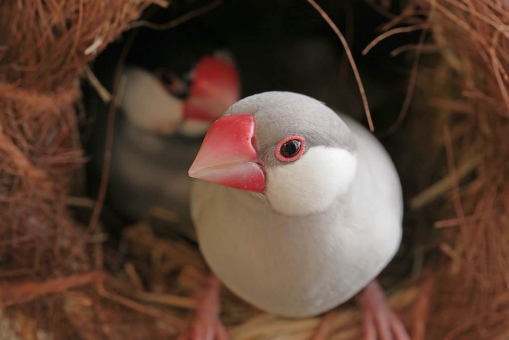 文鳥浸熱水被煮熟 飼主曝真相 誤會大了 搜奇 網推