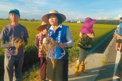 玉米水稻災損 雲縣府爭取救助