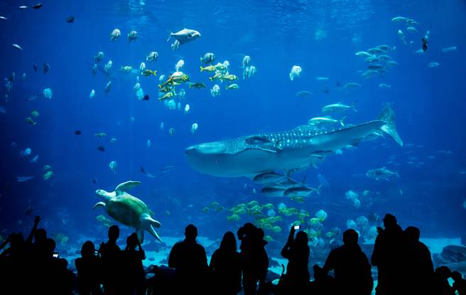 水族館遇怪魚趴玻璃牆視角太邪惡她羞爆 搜奇 網推