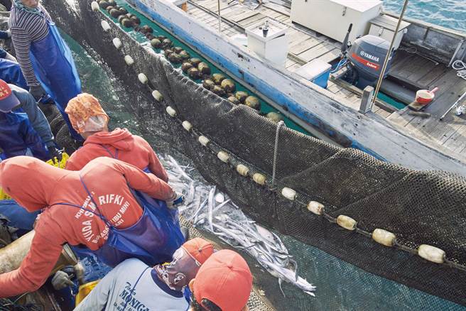 当渔网逐渐收起，捕获的鱼虾也和网底一起浮出水面。（图／陈敏佳摄）