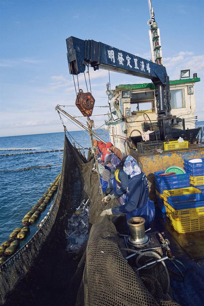 当渔网逐渐收起，捕获的鱼虾也和网底一起浮出水面（二）。（图／陈敏佳摄）