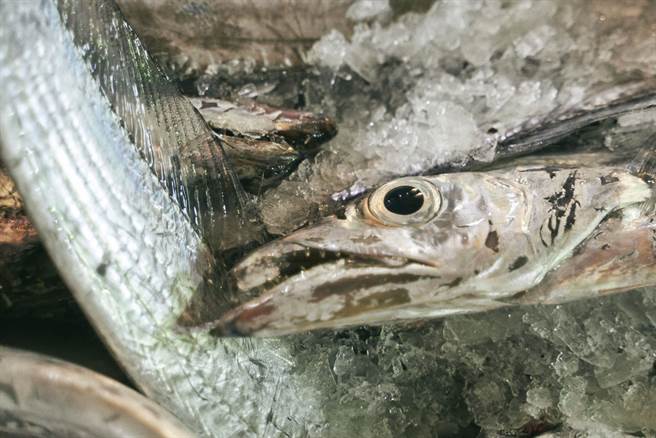 新鲜无比的渔获，鱼眼清明透彻。（图／陈敏佳摄）