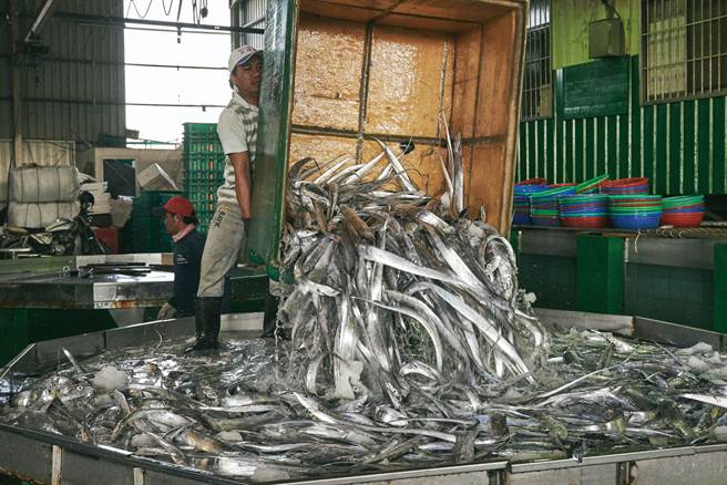 回到明发定置渔场的卖场后，网中倾泻而下的鱼瀑布既是观光客的看点，也是饕客蓄势待发的抢鱼前奏。（图／陈敏佳摄）