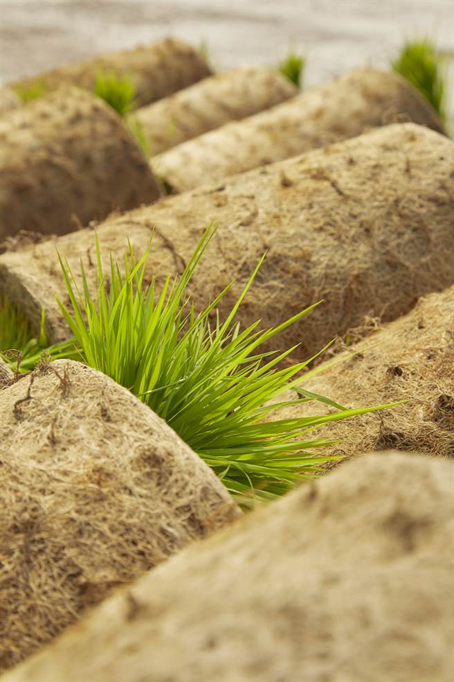 育苗场会将秧苗种在秧床上，等秧苗长到一个拳头在高一点，再卷秧、交给农人到田里插秧（图／林盟山摄）