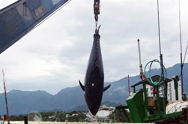 台東縣成功鎮漁民田東碧捕獲395公斤重黑鮪魚，打破當地歷年紀錄。（田吉宏提供／莊哲權台東傳真）