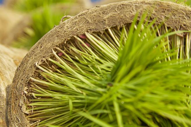 台湾以稻米为主食，因着品种、产地、气侯、农人种植技术、乾燥及保存方式，每一粒米散发不同的风味。（图／林盟山摄）