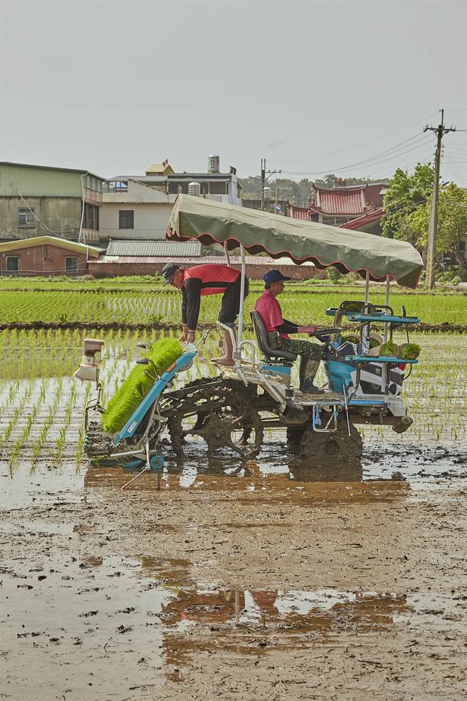 插秧时，一人操控插秧机、一人放秧苗到插秧机，可以节省时间、加速作业。（图／林盟山摄）