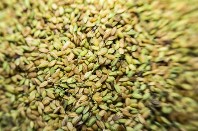 每个人家里那一碗饭，都暗藏饮食文化、生活习惯、家务分工的小线索。（图／林盟山摄）