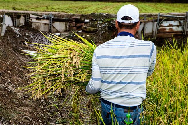 一试再试，才有现在的好香米，收割是流汗过后的浪漫。（图／林盟山摄）