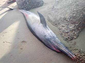 嘉義又見鯨豚擱淺死亡 這次是保育熱帶斑紋海豚