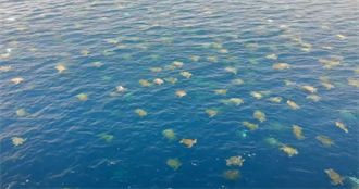 滿滿綠蠵龜！6萬4000隻登島產卵　空拍大堡礁壯觀畫面曝光