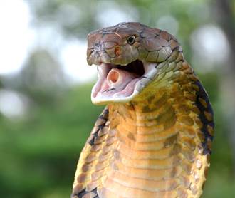 激戰眼鏡王蛇一個半小時 3公尺驚人體型好嚇人