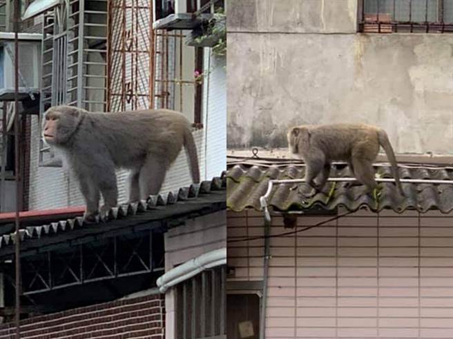 北投奇岩里民宅屋顶惊见野生猴子，网友Po版引起热议讨论。(照片/取自《台北之北投帮》社团)