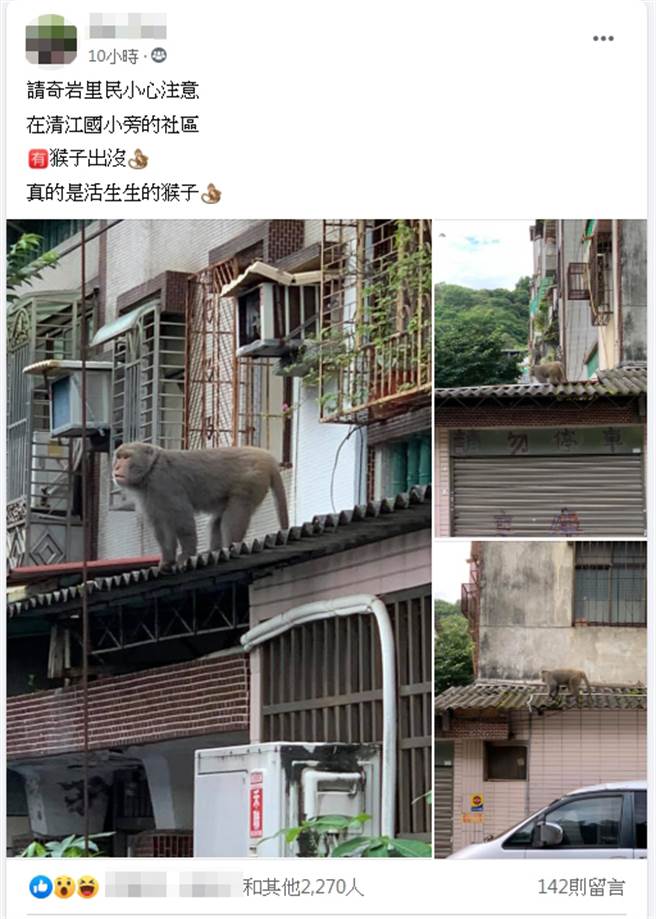 一名网友将野生捕获猴子照片Po版，立刻引起讨论。 (照片/取自《台北之北投帮》社团)