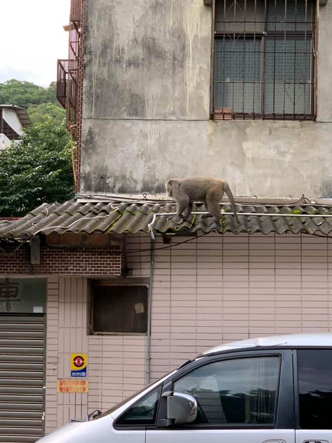 北投民宅屋顶惊见野生猕猴。 (照片/取自《台北之北投帮》社团)