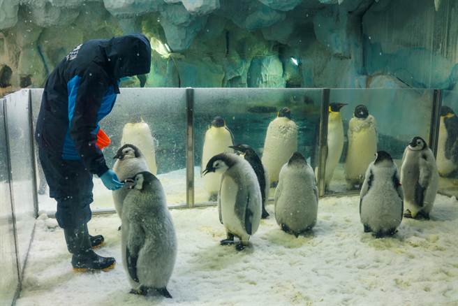 日水族館推線上餵食救業績 網見選項全暴動(示意圖/達志影像)