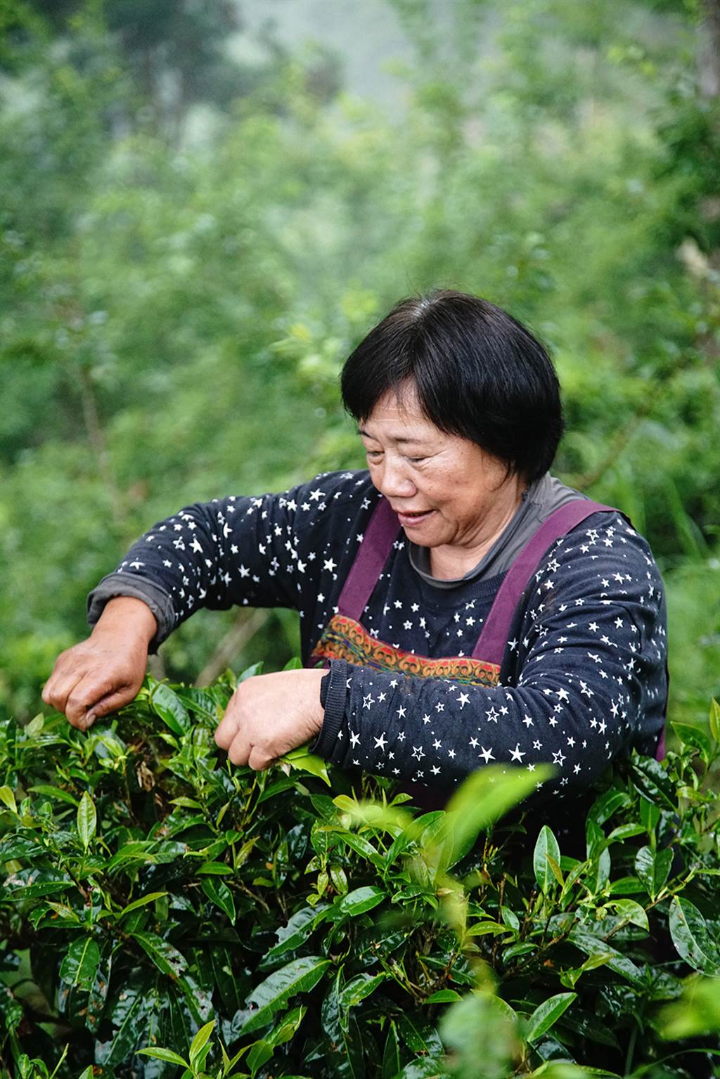 每年春季是寶山部落原生茶主要的採收季節。（攝影/曾信耀）